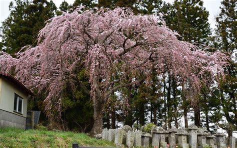 子孫樹|三春滝桜